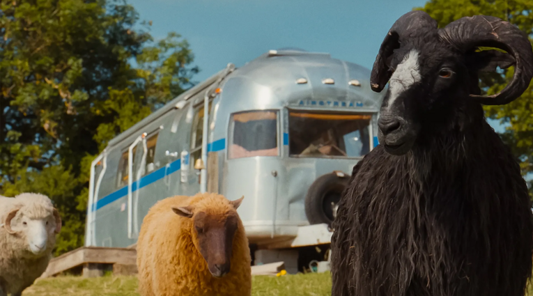 The Sheep Detectives