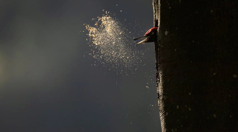 Le Chant des forêts