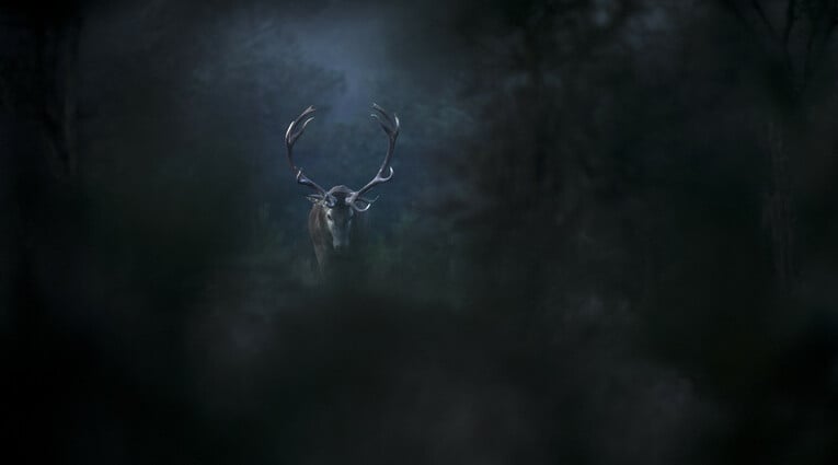 Le Chant des forêts