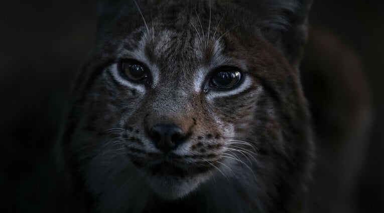 Le Chant des forêts