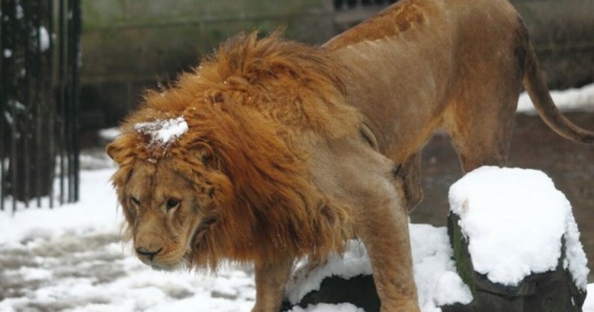 Обижает лев. Ледяной Лев. Благородный Лев. Лев благородный фото. Лев в китайском зоопарке.