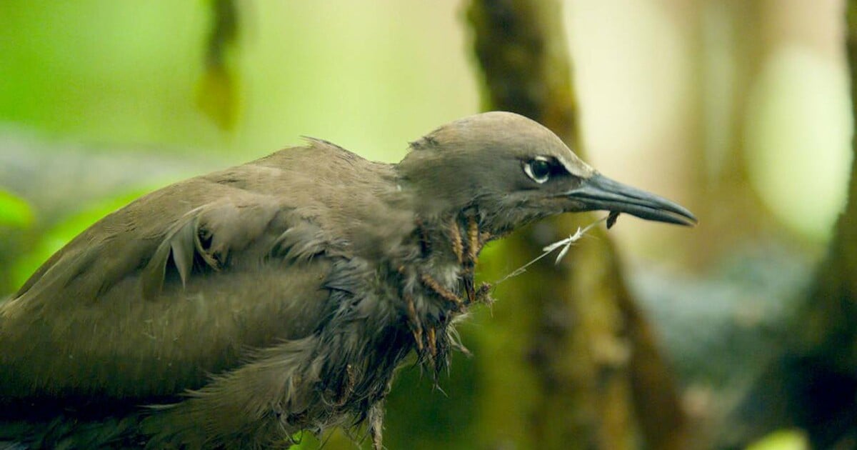 Пизония убийца птиц. Дерево убивающее птиц. Тропическая пизония убивает птиц. Пизония дерево. Пизония дерево птицелов.