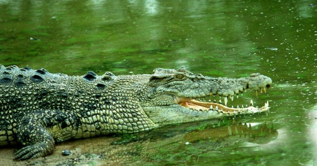Крокодил картинка. Гребнистый крокодил зеленый. Животные Австралии гребнистый крокодил. Малыши гребнистого крокодила. Крокодил лидокорк.