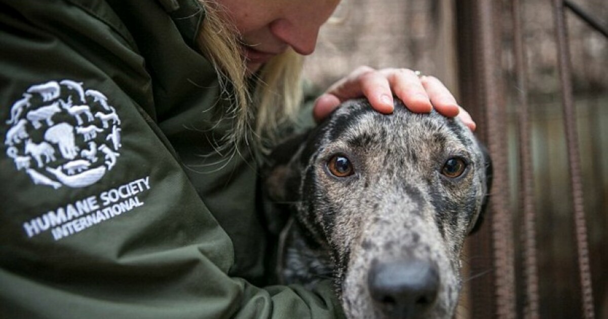 Защита прав животных. Спасатели кинологи мчс. Благотворительная организация по защите животных. Приют майский день логотип. Организации по спасению животных.