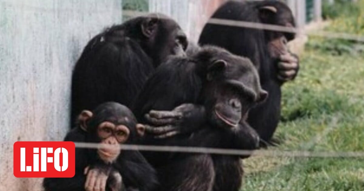 Αττικό Ζωολογικό Πάρκο: Θανατώθηκε χιμπατζής που διέφυγε από το κλουβί του