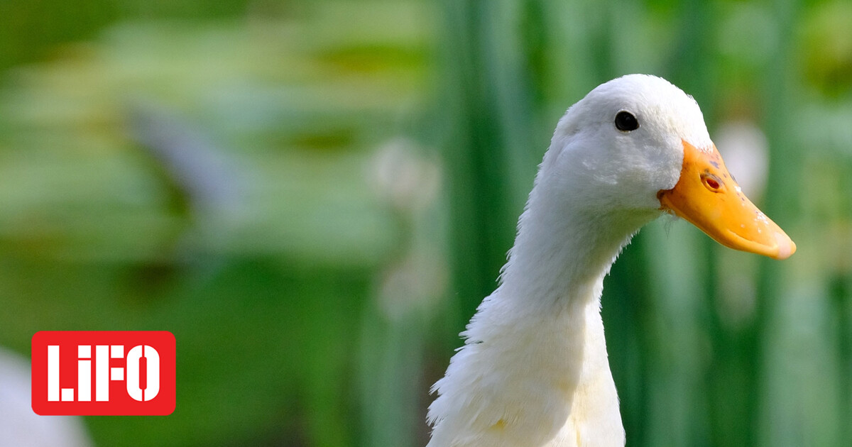 papia.jpg?itok=9bPGSp_c
