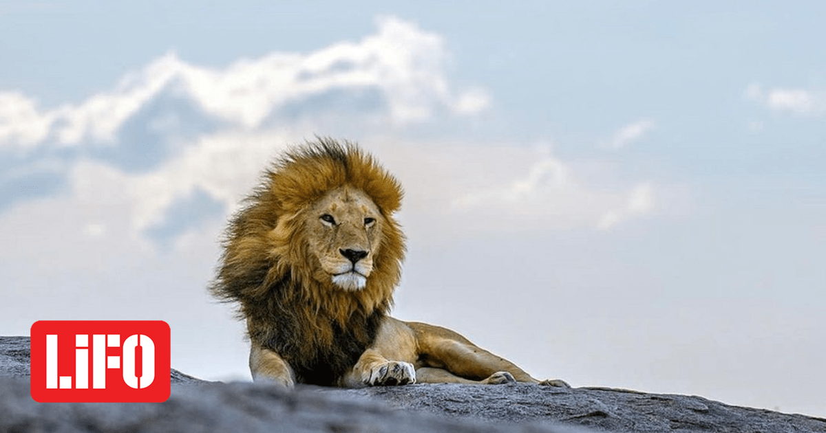 The lion who was the “king” of the Serengeti is dead – killed by his opponents