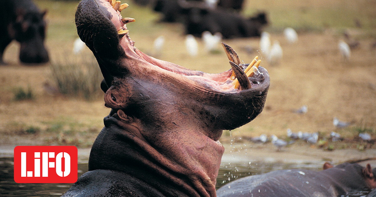It was found inside a hippo’s mouth, up to the waist – and lived to tell about it
