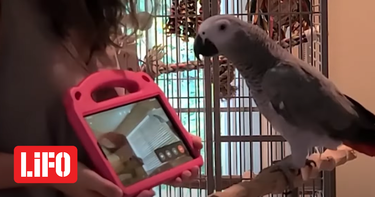 Scientists have taught parrots to make video calls to other birds — and they love it