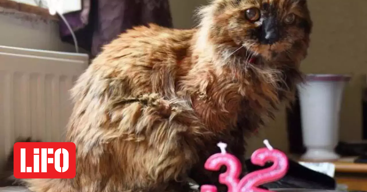 Is this the oldest cat in Britain?  Rosie turned 32 – 140 years old