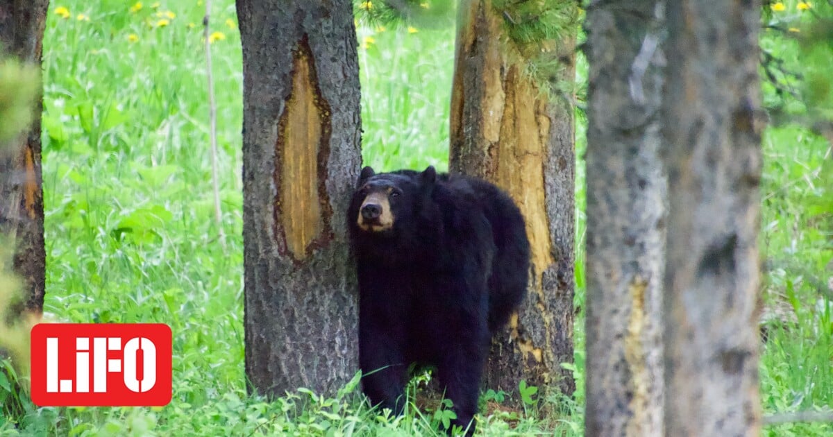 Arizona: Drinking coffee and was attacked by a bear – dead 66, animal killed