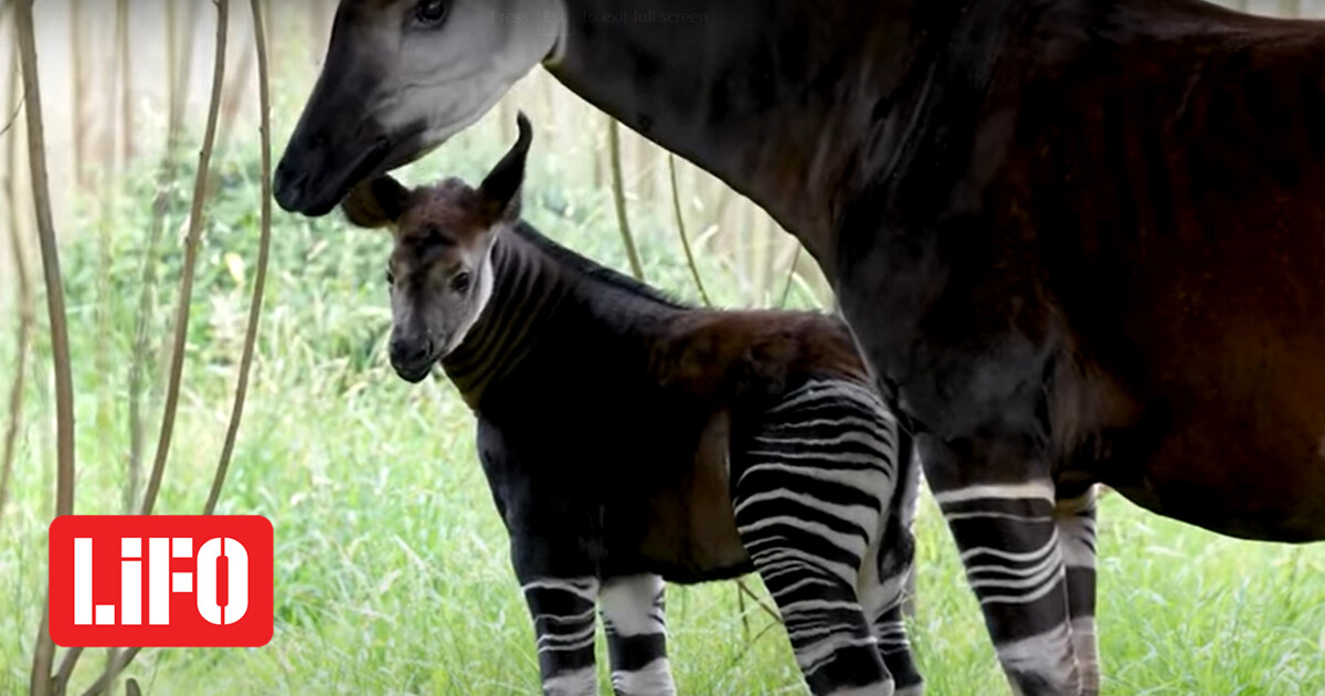 Okapi was born in a zoo – one of the least known and understood species on the planet