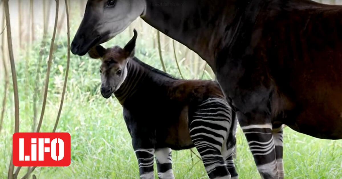 Okapi was born in a zoo – one of the least known and understood species on the planet