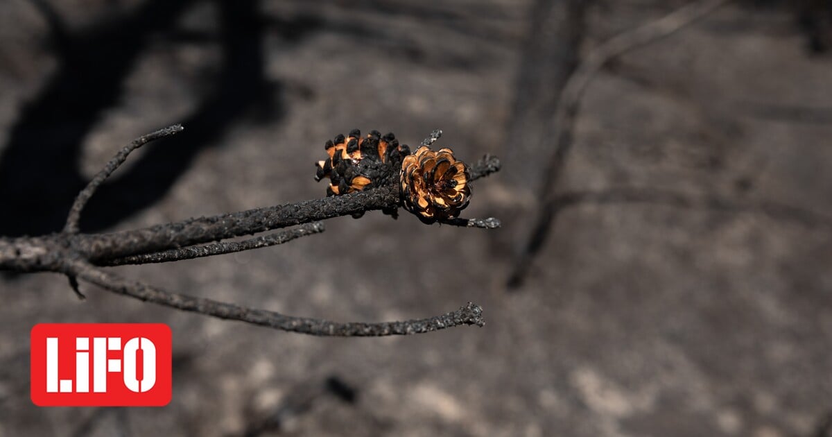 Fire: “We will never see Thadiya Forest as we knew it” Fire: “We will never see Thadiya Forest as we knew it”