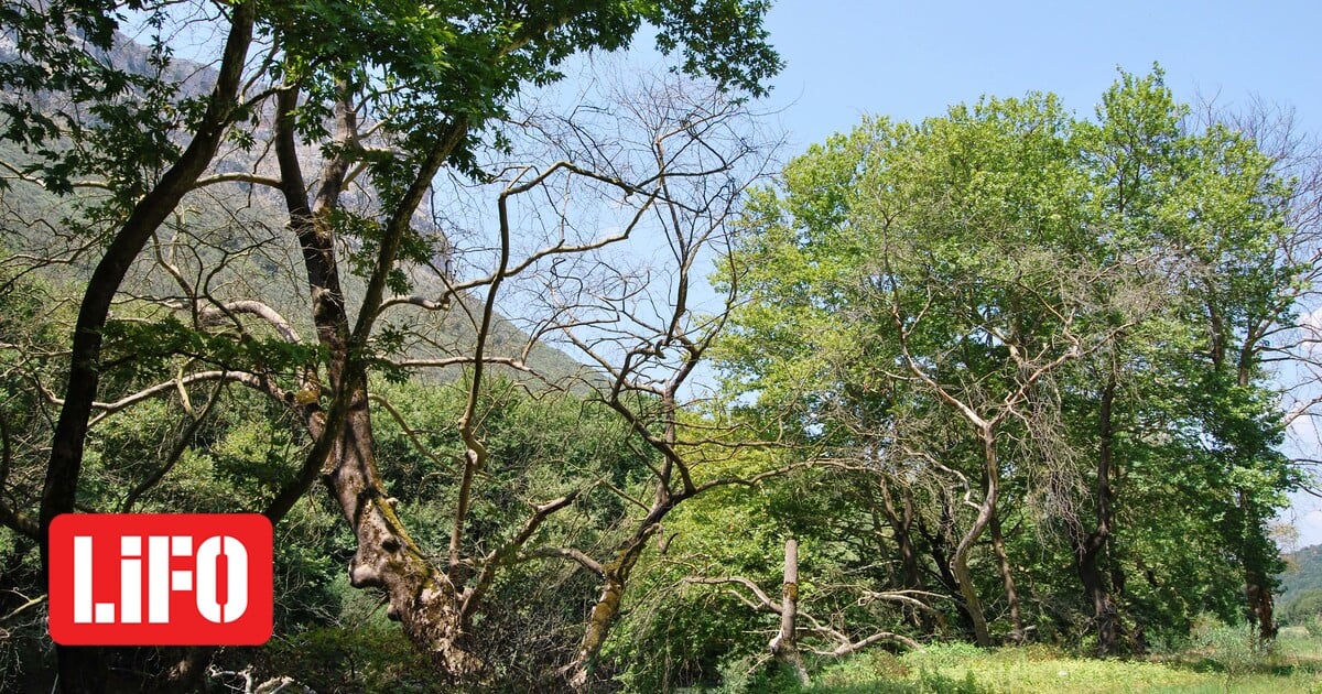 %CE%9A%CE%B1%CE%BB%CE%B1%CE%BC%CE%AC%CF%