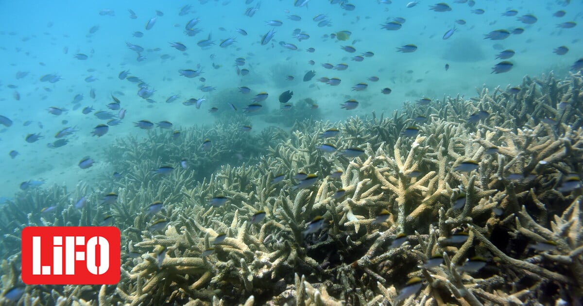 ‘Like underwater fires’: The Great Barrier Reef had its hottest summer on record