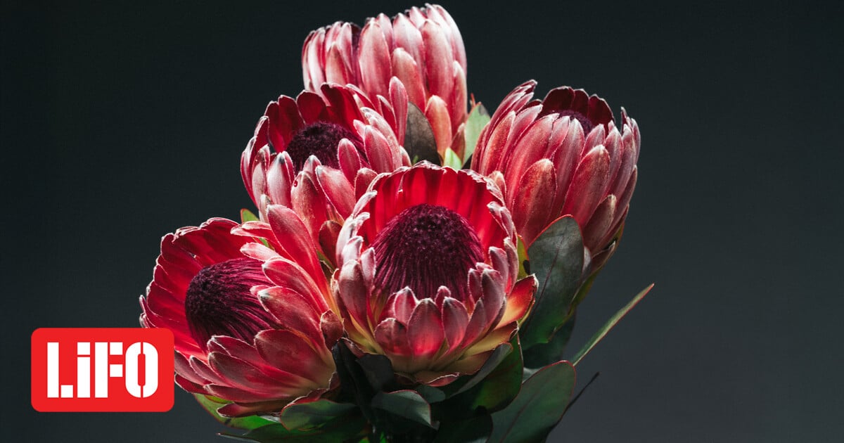 Δεν είναι τα γαριφαλάκια που ήξερες από τη μαμά σου | LiFO