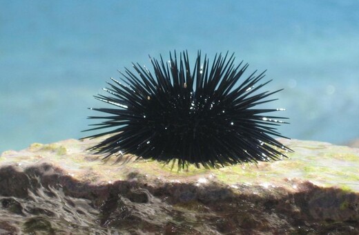 Εχει ο αχινός καρδιά ;