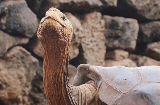 Μοναδικό πλάσμα - Μια γιγαντιαία χελώνα 100 ετών έγινε θρύλος σώζοντας το είδος της από εξαφάνιση