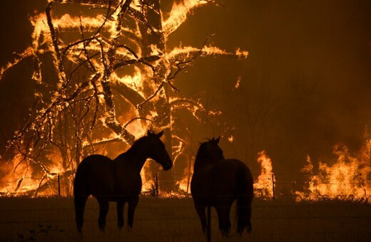 WWF Αυστραλίας: 1,25 δισ. ζώα έχουν απανθρακωθεί στις πυρκαγιές - Ίσως η μεγαλύτερη καταστροφή του αιώνα