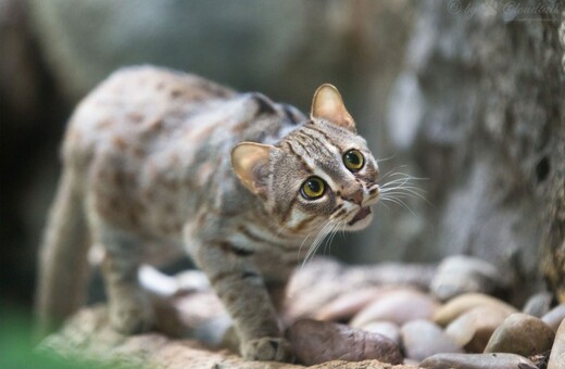 Το μικρότερο γατάκι στον κόσμο κινδυνεύει από εξαφάνιση