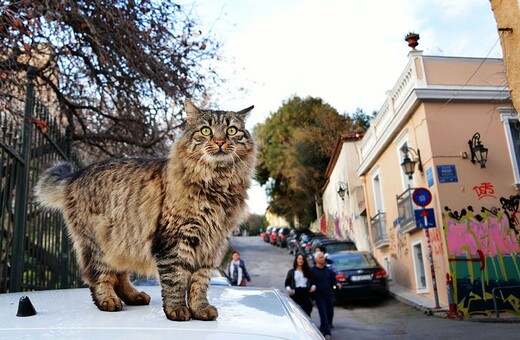 Eφτάψυχες - Nine Lives: Μια οργάνωση που σιτίζει και στειρώνει τις αδέσποτες γάτες της πόλης