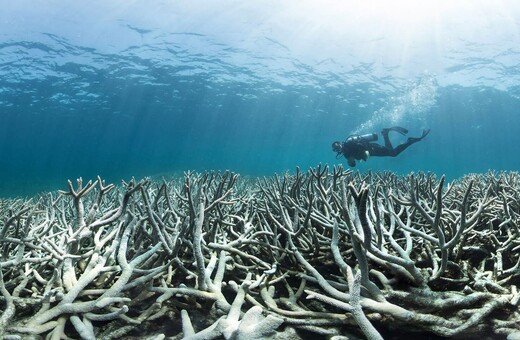 Ο Μεγάλος Κοραλλιογενής Ύφαλος σε κίνδυνο: Τρίτη λεύκανση μέσα σε πέντε χρόνια