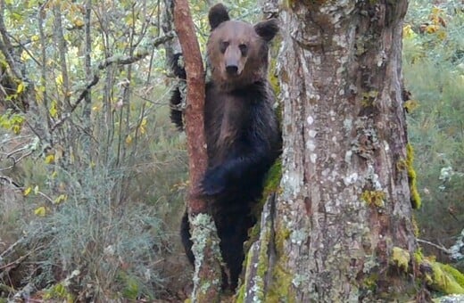 Για πρώτη φορά μετά από 150 χρόνια μια καφέ αρκούδα στη βορειοδυτική Ισπανία