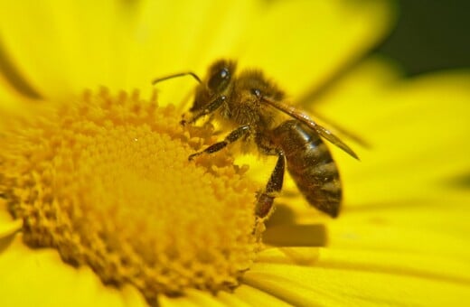 Αντίθετοι οι ρευματολόγοι στη μελισσοθεραπεία για την αρθρίτιδα