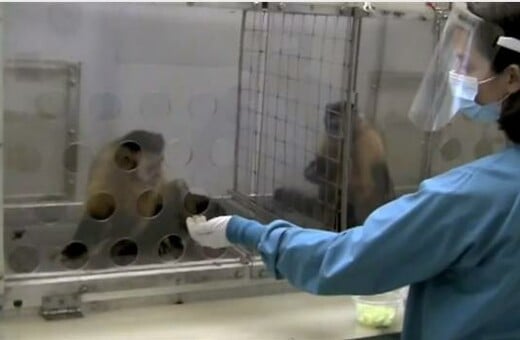 Πίθηκος διαμαρτύρεται για άνιση μεταχείριση