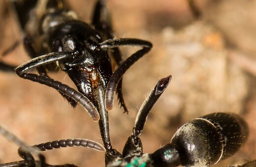 Να τι απίστευτο έκρυβε η πρώτη φορά που επιστήμονες κατέγραψαν τα μυρμήγκια να διασώζουν τους τραυματίες πολέμου