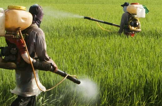 Η αμφιλεγόμενη και χαρακτηρισμένη ως πιθανώς καρκινογόνος γλυφοσάτη πήρε έγκριση για 5 χρόνια στην Ε.Ε.