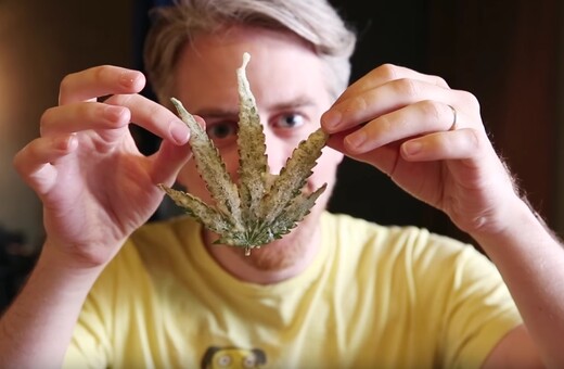 Έχετε δοκιμάσει ποτέ τηγανητά φύλλα μαριχουάνας;