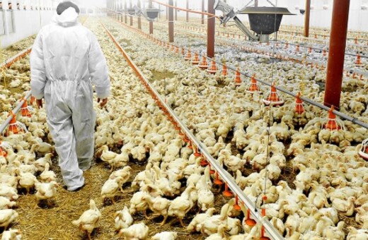 Έρευνα: Η πλύση χλωρίου στο κοτόπουλο είναι τελικά επικίνδυνη
