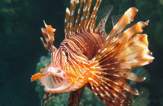 Στη θάλασσα της Ρόδου εντοπίστηκαν δύο επικίνδυνα δηλητηριώδη είδη