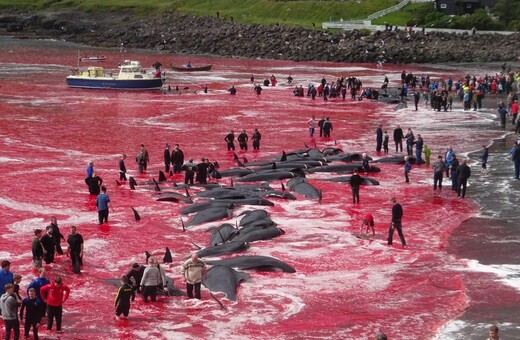 Λουτρό αίματος στις Φερόες από την «παραδοσιακή» σφαγή εκατοντάδων φαλαινών - Σκληρές εικόνες