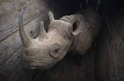 Νεκροί από δηλητηρίαση 8 ρινόκεροι ενός είδους που κινδυνεύει με εξαφάνιση