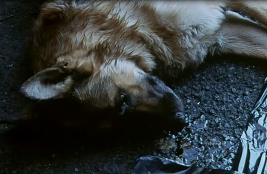 Κτηνωδία στη Λάρισα – Πάνω από 40 σκυλιά νεκρά μέσα σε 20 μέρες στο Δήμο Αγιάς