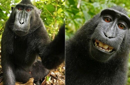 To δικαστήριο αποφάσισε: Οι πίθηκοι δεν έχουν δικαιώματα στις σέλφι που βγάζουν