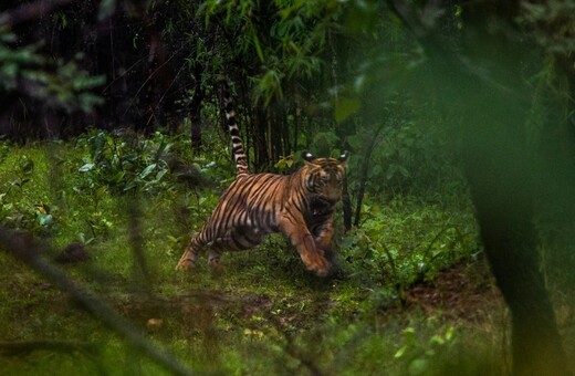 Η ανθρωποφάγος τίγρη πρέπει να πεθάνει - Η Ινδία διχάζεται για την αιμοδιψή T1