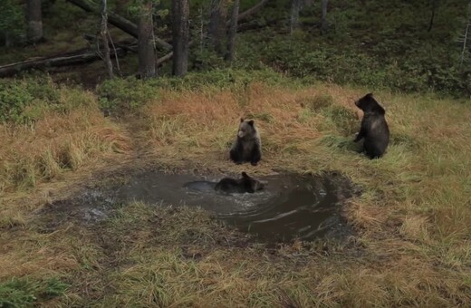 Ευτυχισμένες αρκούδες παίρνουν το μπάνιο τους σε μια μικρή λίμνη του Yellowstone