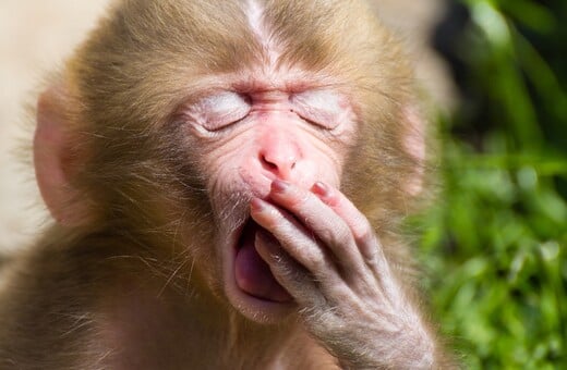 Κι όμως: το χασμουρητό έχει πολλά να πει για την προσωπικότητά σας