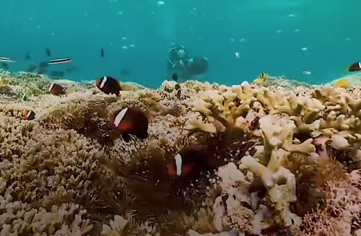 Κάτι κακό συμβαίνει στα κοράλλια και οι ωκεανολόγοι κρούουν τον κώδωνα του κινδύνου