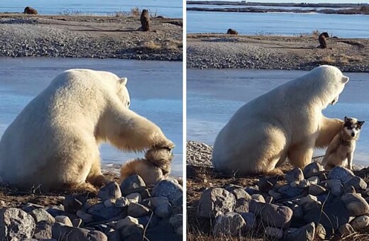 Πολική αρκούδα βρίσκει έναν σκύλο και προτιμά αντί να του επιτεθεί, να τον χαϊδέψει
