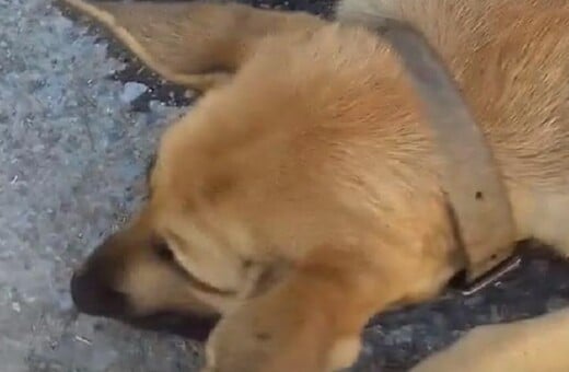 Οργή στην Κρήτη: Άγνωστοι πυροβόλησαν έγκυο σκυλίτσα