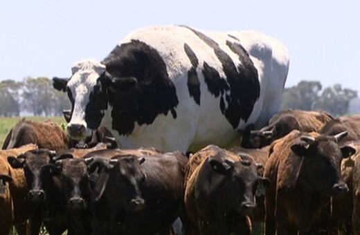 Η μεγαλύτερη αγελάδα του κόσμου έχει ύψος δύο μέτρα και ζει στην Αυστραλία