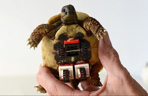 Ανάπηρη χελώνα ξαναπερπατά με ρόδες από Lego