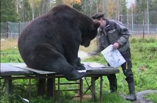 Μια αρκούδα που ζωγραφίζει θαυμάσια (και ταχύτατα)