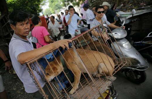 Το τέλος του φεστιβάλ σφαγής σκύλων στο Yulin; Κινέζος αξιωματούχος απαγορεύει την πώληση κρέατος σκύλου