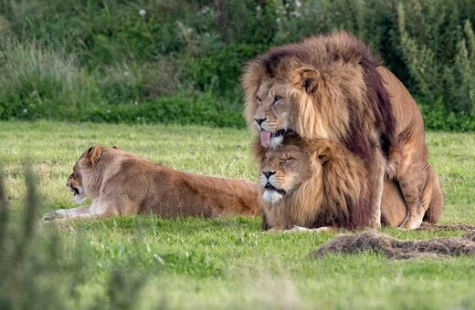 Η σπάνια στιγμή που αρσενικά λιοντάρια μοιάζουν να ερωτοτροπούν δίπλα στην λέαινα